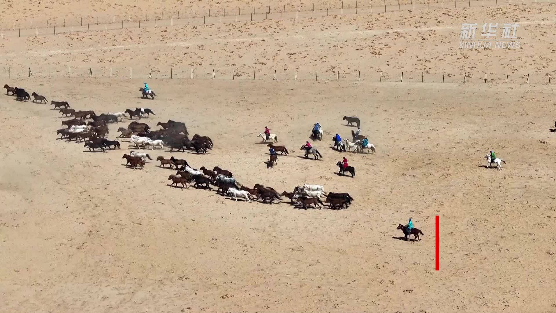 内蒙古乌拉特草原牧民套马场面激烈壮观
