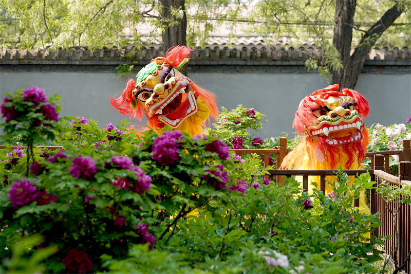 4月21日，民间艺人在河北省柏乡县汉牡丹园内表演舞狮。新华社记者 牟宇 摄