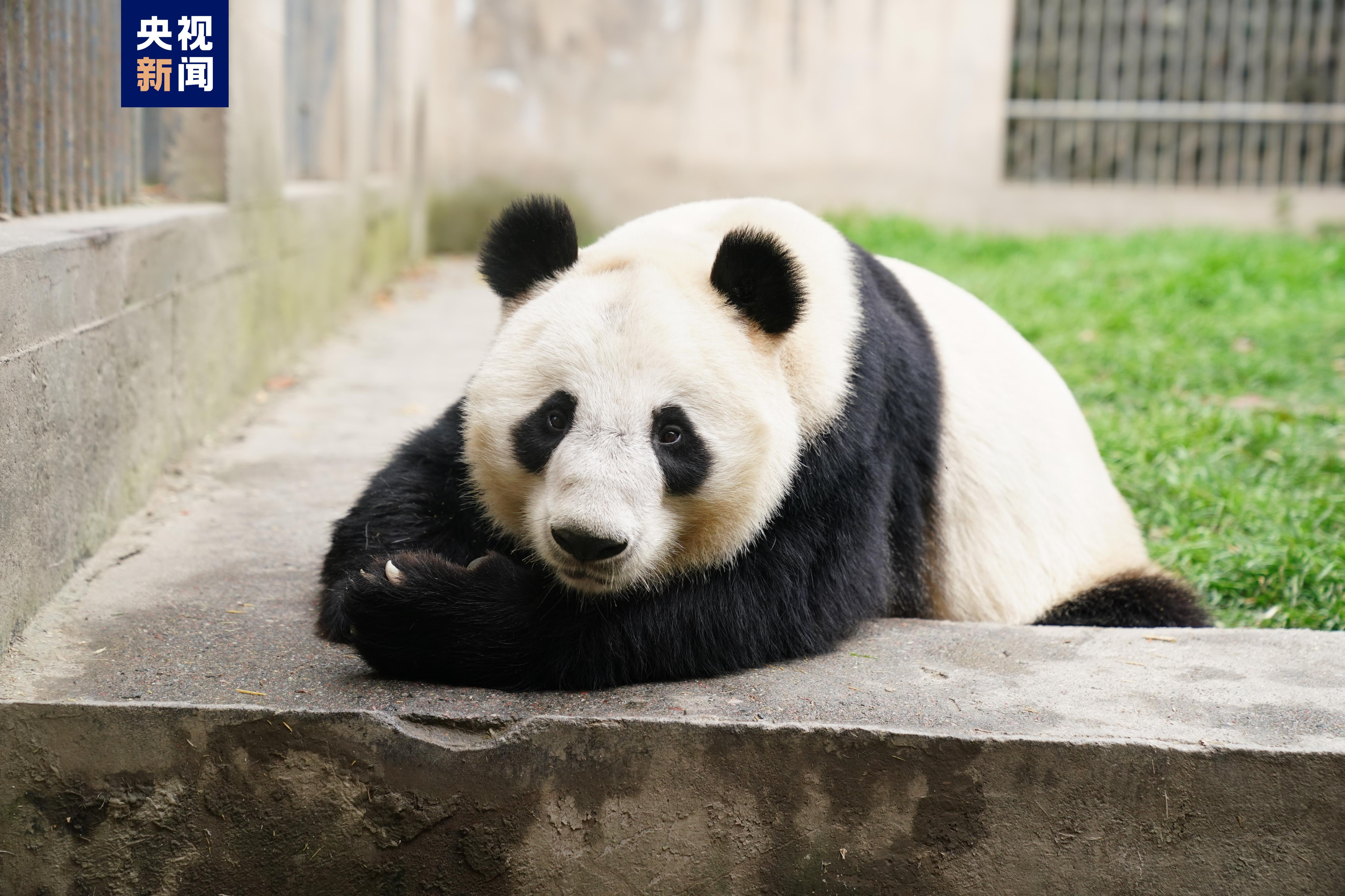 兰州野生动物园大熊猫亮相　四小只吃笋玩耍萌得嘞
