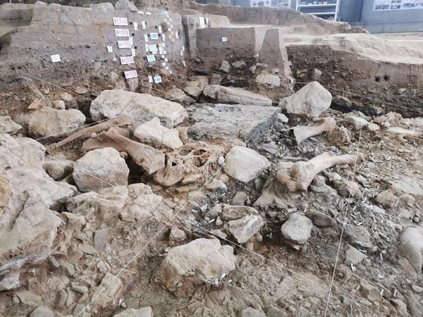 沂水跋山遗址考古现场的远古动物化石