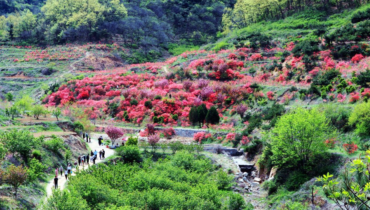 九仙山的杜鹃花尽数开放，与远处翠绿高山映衬，如一幅油画。刘玉平 摄