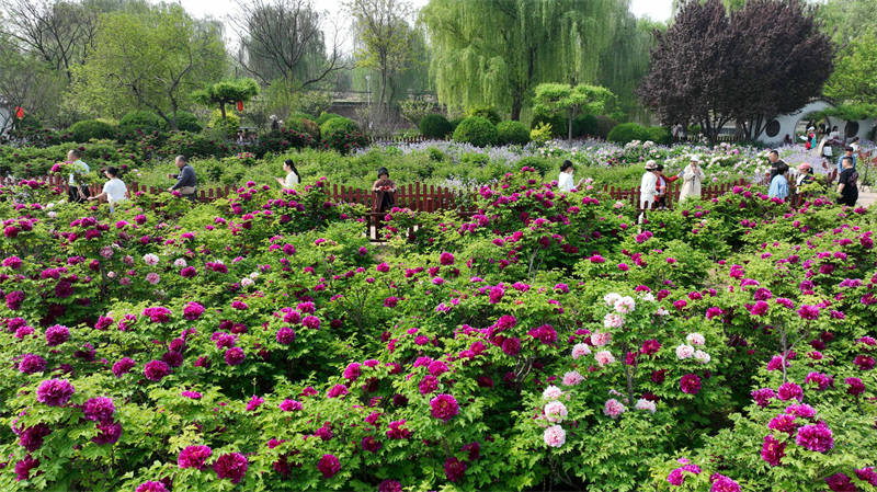 4月21日，游客在河北省柏乡县汉牡丹园内游览（无人机照片）。