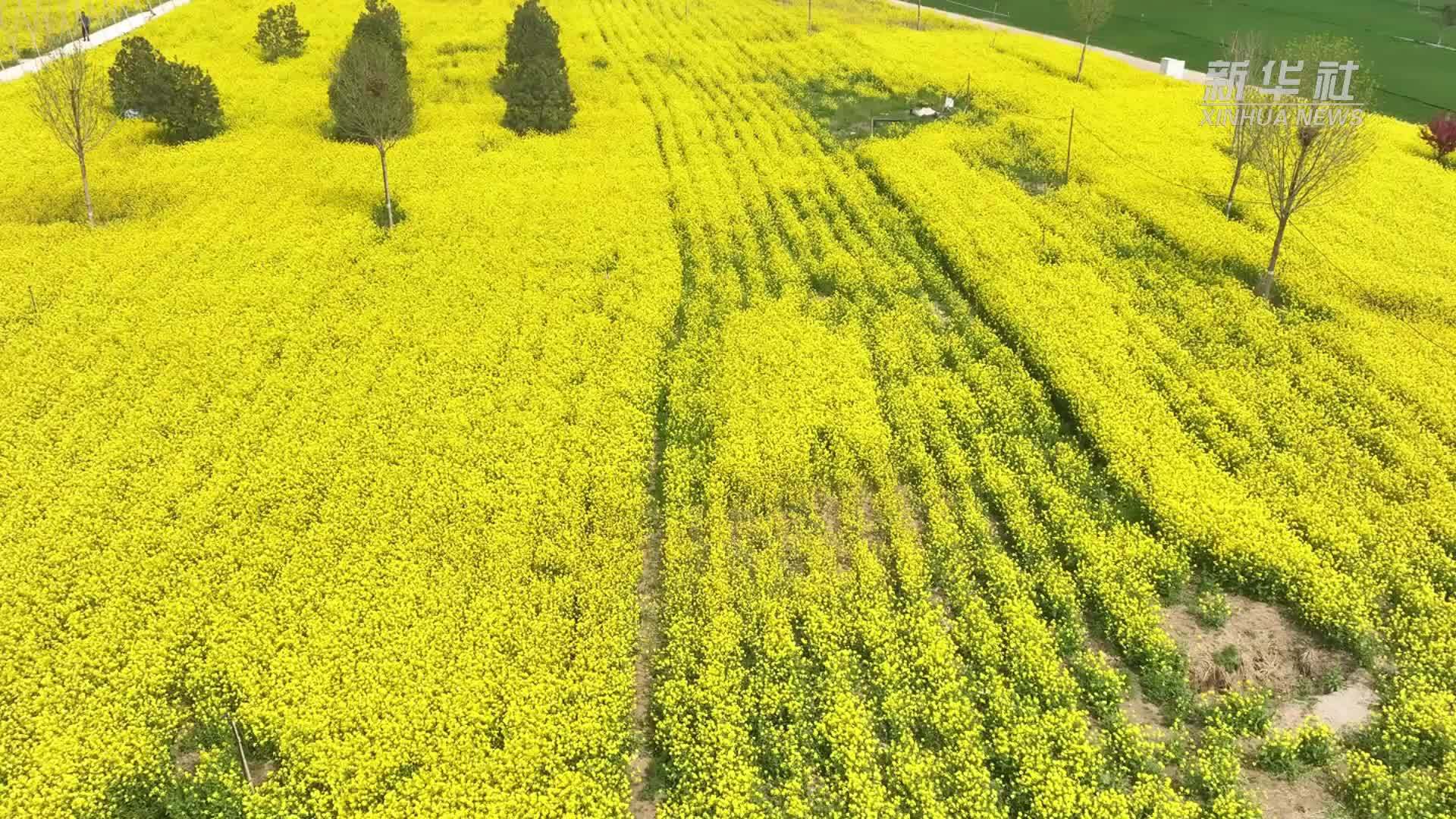 千城胜景丨河北藁城：油菜花绘就田园画卷