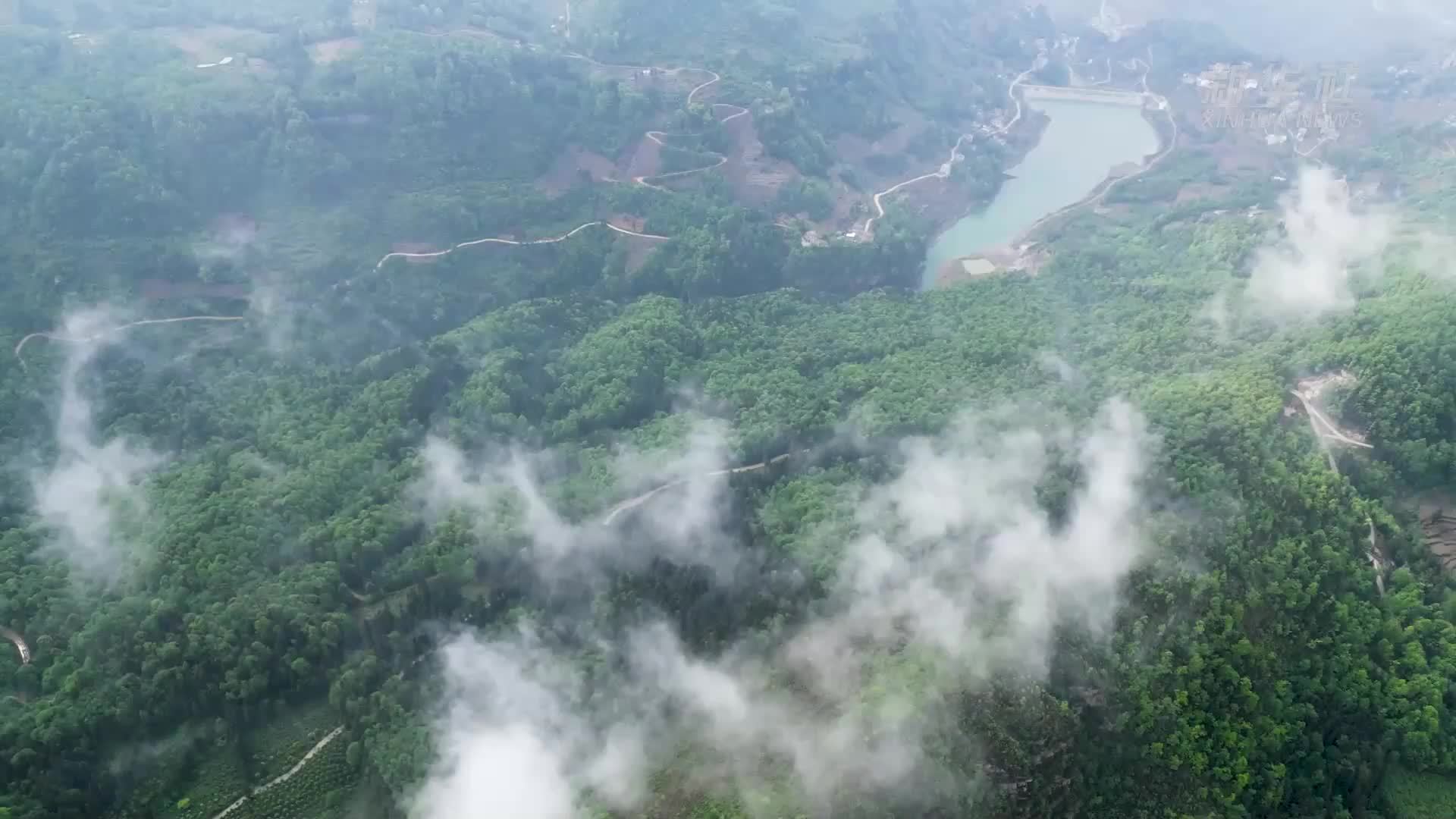 一片撂荒老茶地 十张绿色食品证