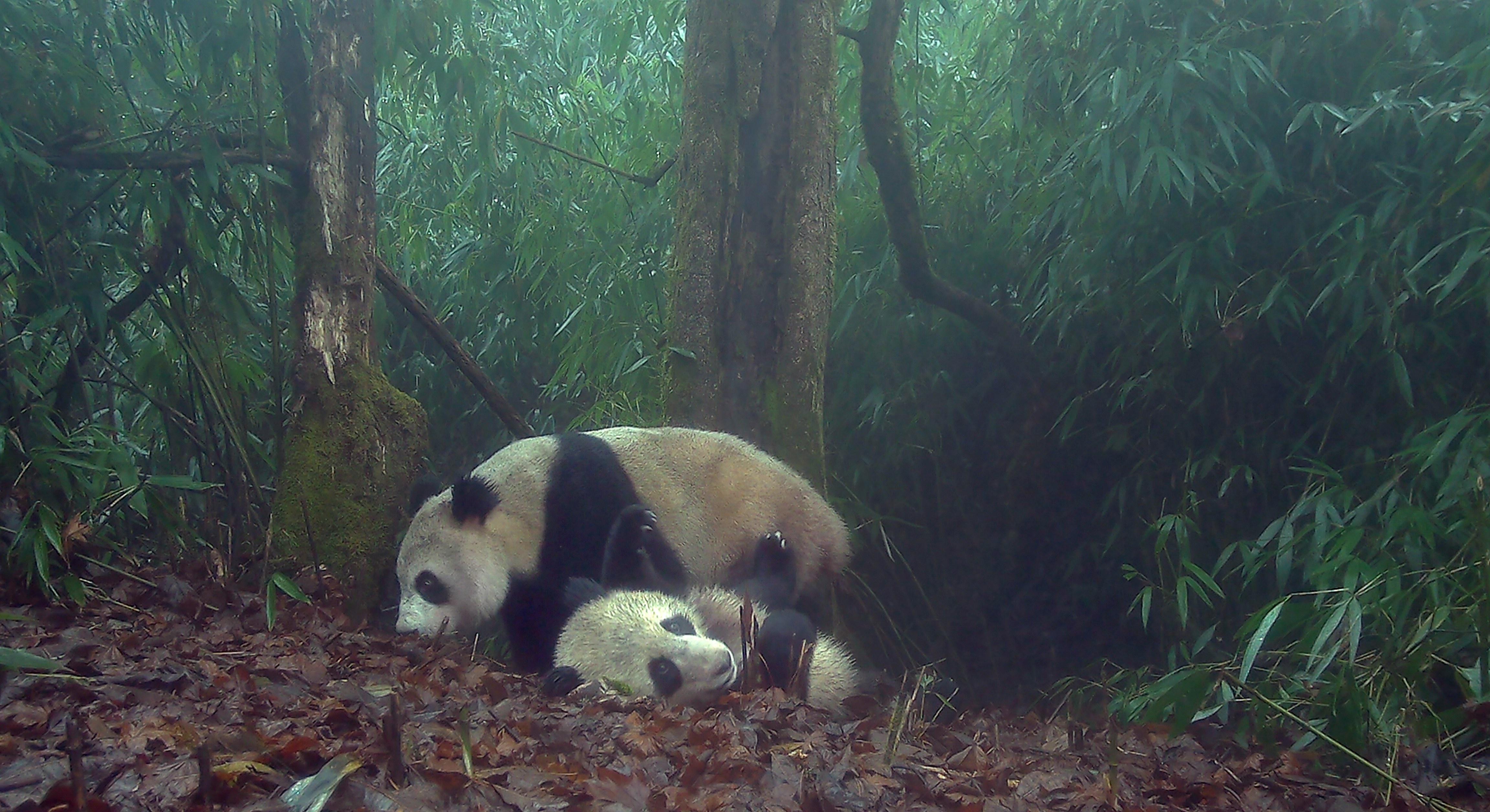 大熊猫国家公园荥经片区红外相机监测到的大熊猫母子（图源：大相岭野外监测巡护队）