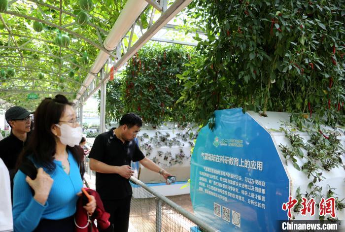 4月20日，在山东潍坊寿光蔬菜高科技示范园，客商了解气雾栽培技术。沙见龙 摄