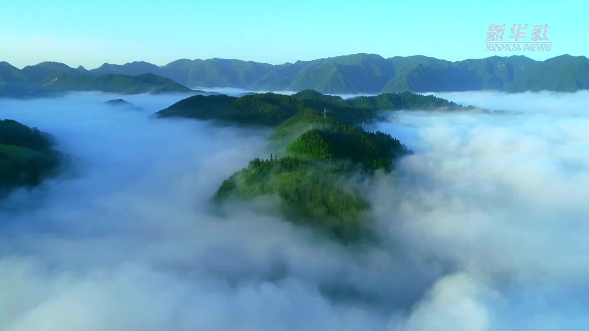 千城胜景｜陕西镇巴：上春山采春茶