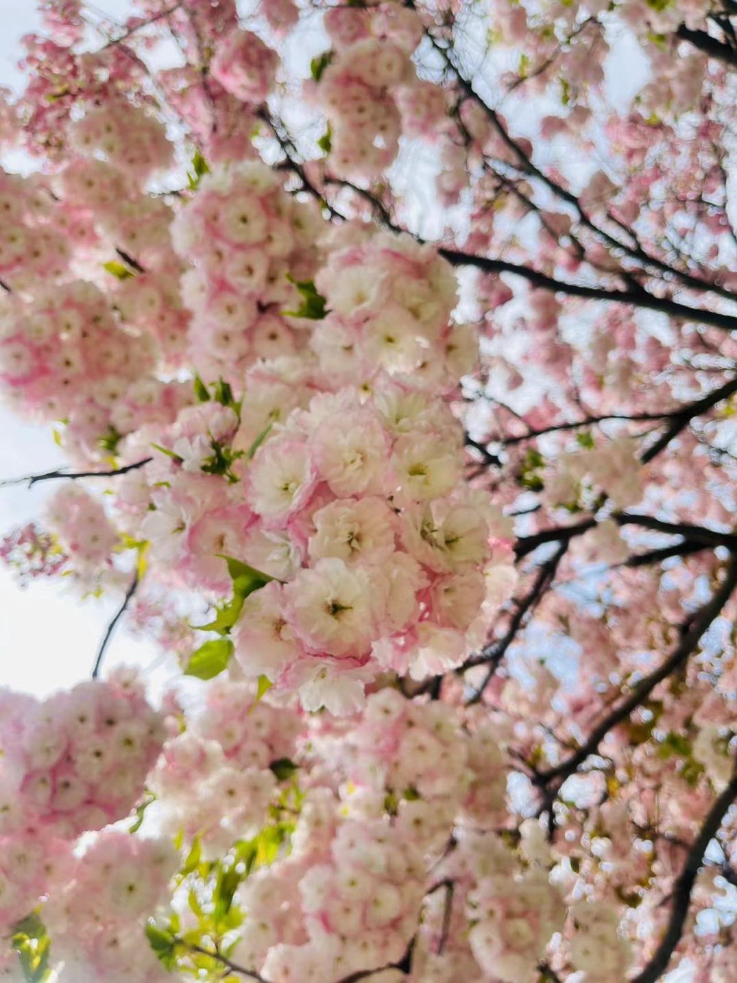 千朵万朵压枝低，春天流连在花团锦簇中。胡译丹 摄