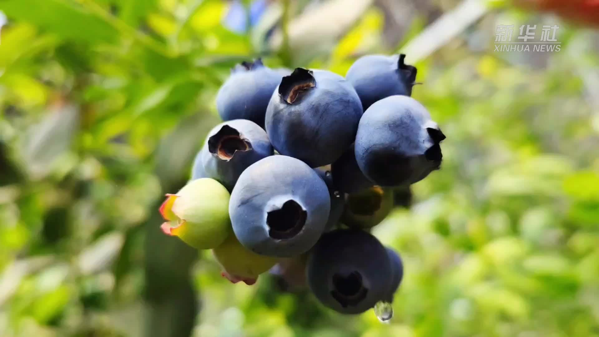 山东惠民：蓝莓飘香产业旺