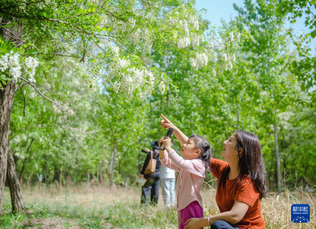 4月25日，游客在枣强县古漳营头村的一处槐林里游玩拍照。