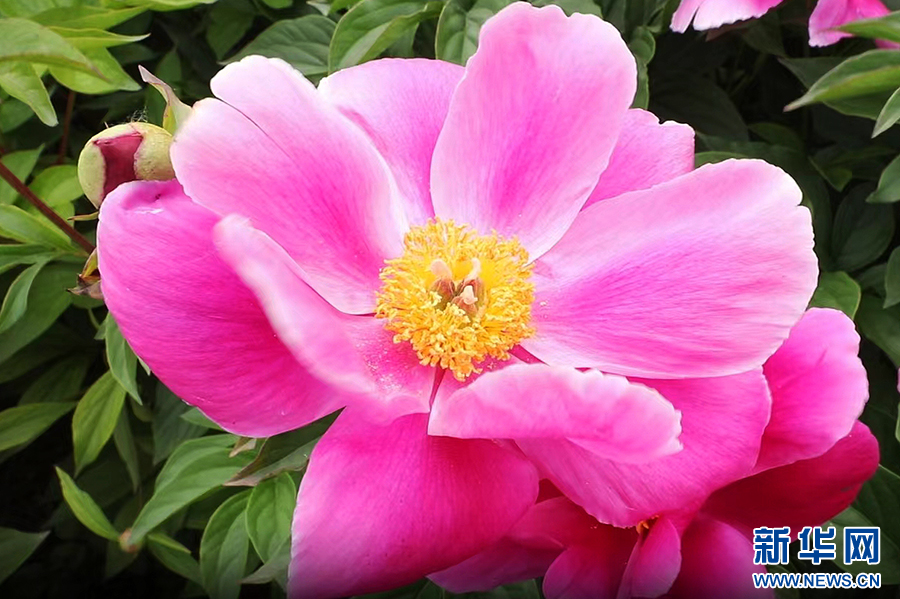 4月20日，河南省商丘市睢县白庙乡土楼村种植的芍药开花。