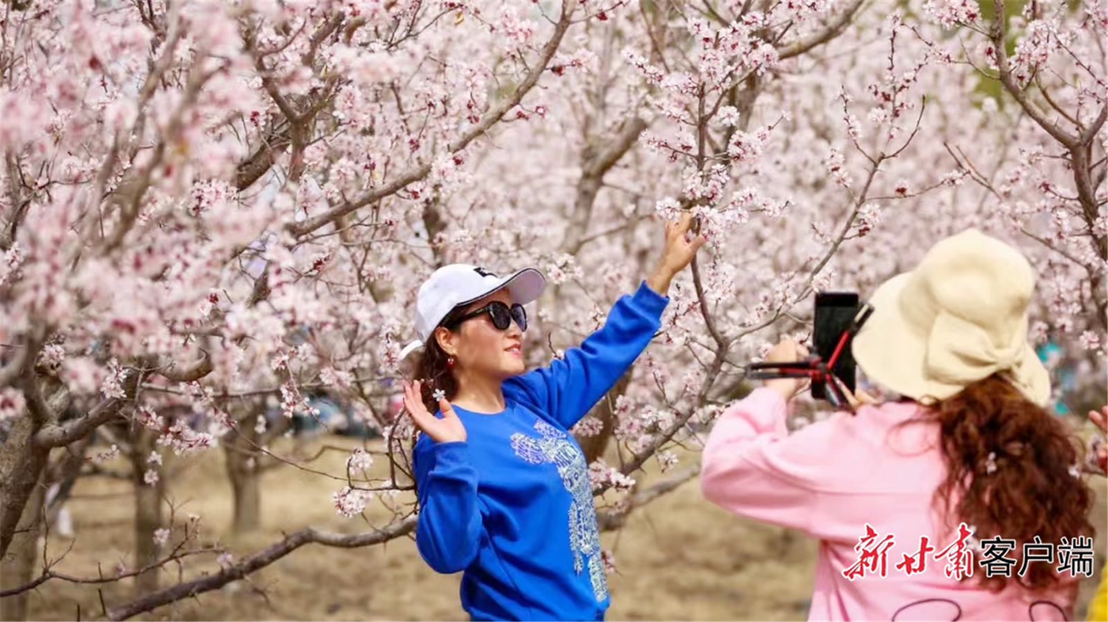 肃州区金佛寺镇万亩杏林迎来盛花期，吸引游客“打卡”拍照。