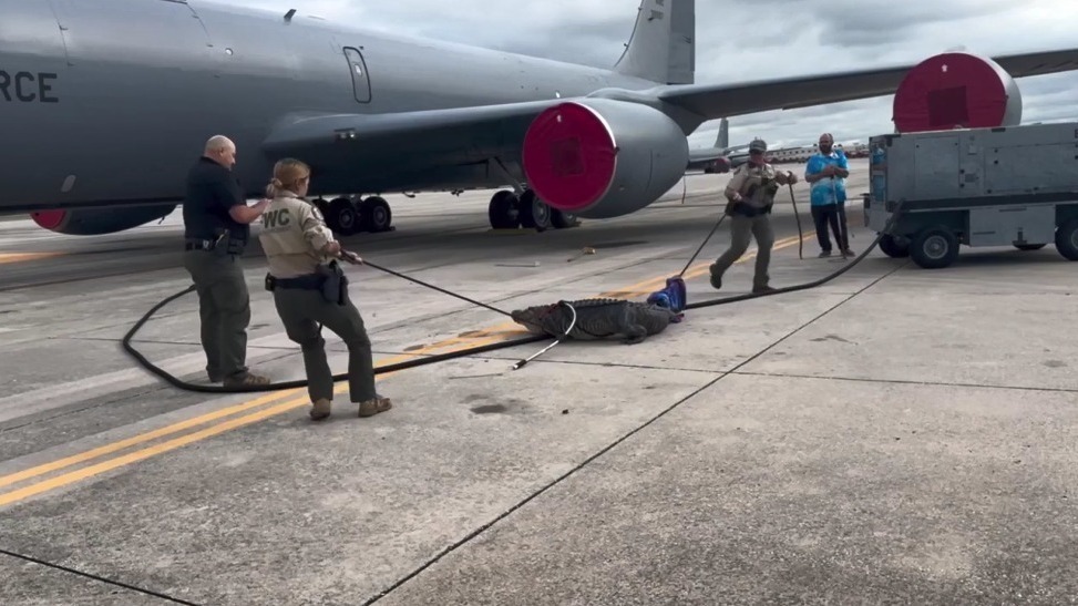 佛州日常：一条3米长鳄鱼闯入美空军基地停机坪