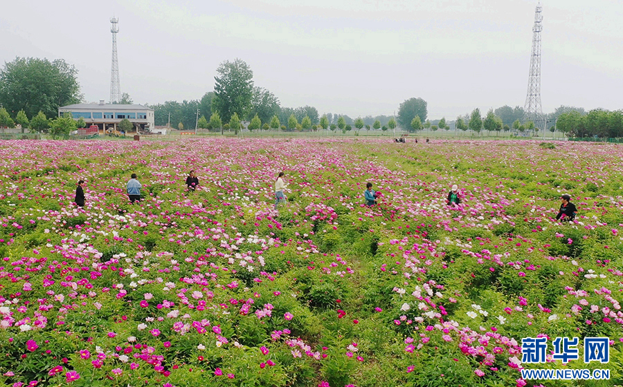 4月20日，河南省商丘市睢县白庙乡土楼村，农户在采摘芍药花。