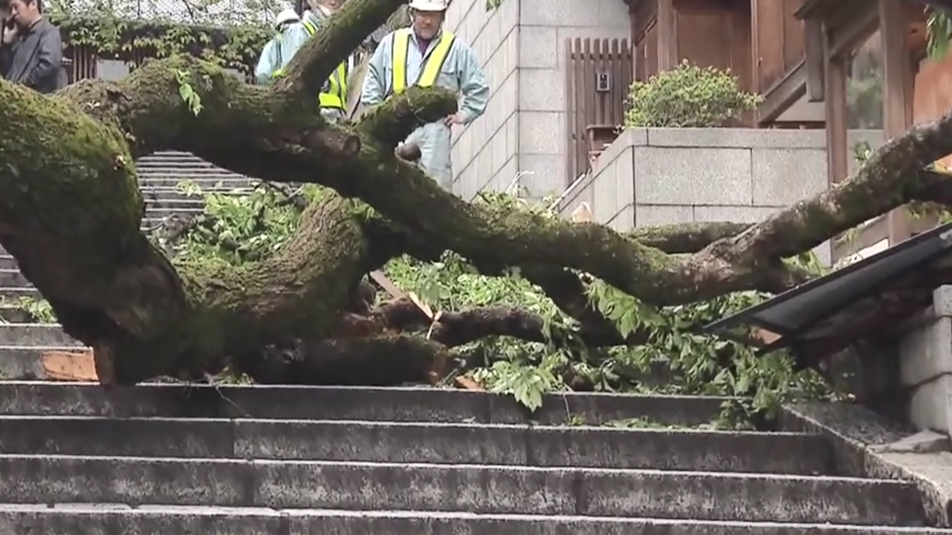 日本京都热门景点百年樱花树突然倒下，一高中老师被砸成重伤