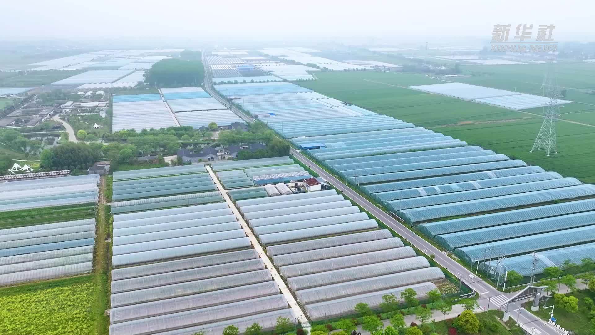 江苏扬州：智能种植蔬果香