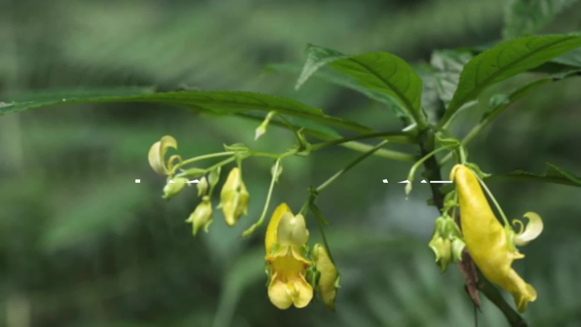 贵州发现新物种“北盘江凤仙花”，生长在海拔1300米至1500米的山谷潮湿地，共约5100株