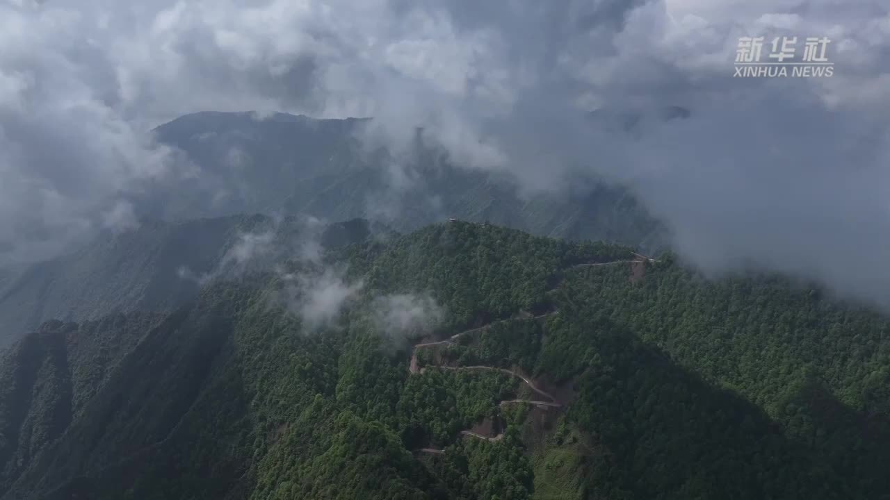 千城胜景｜云南大关：珙桐花开似白鸽