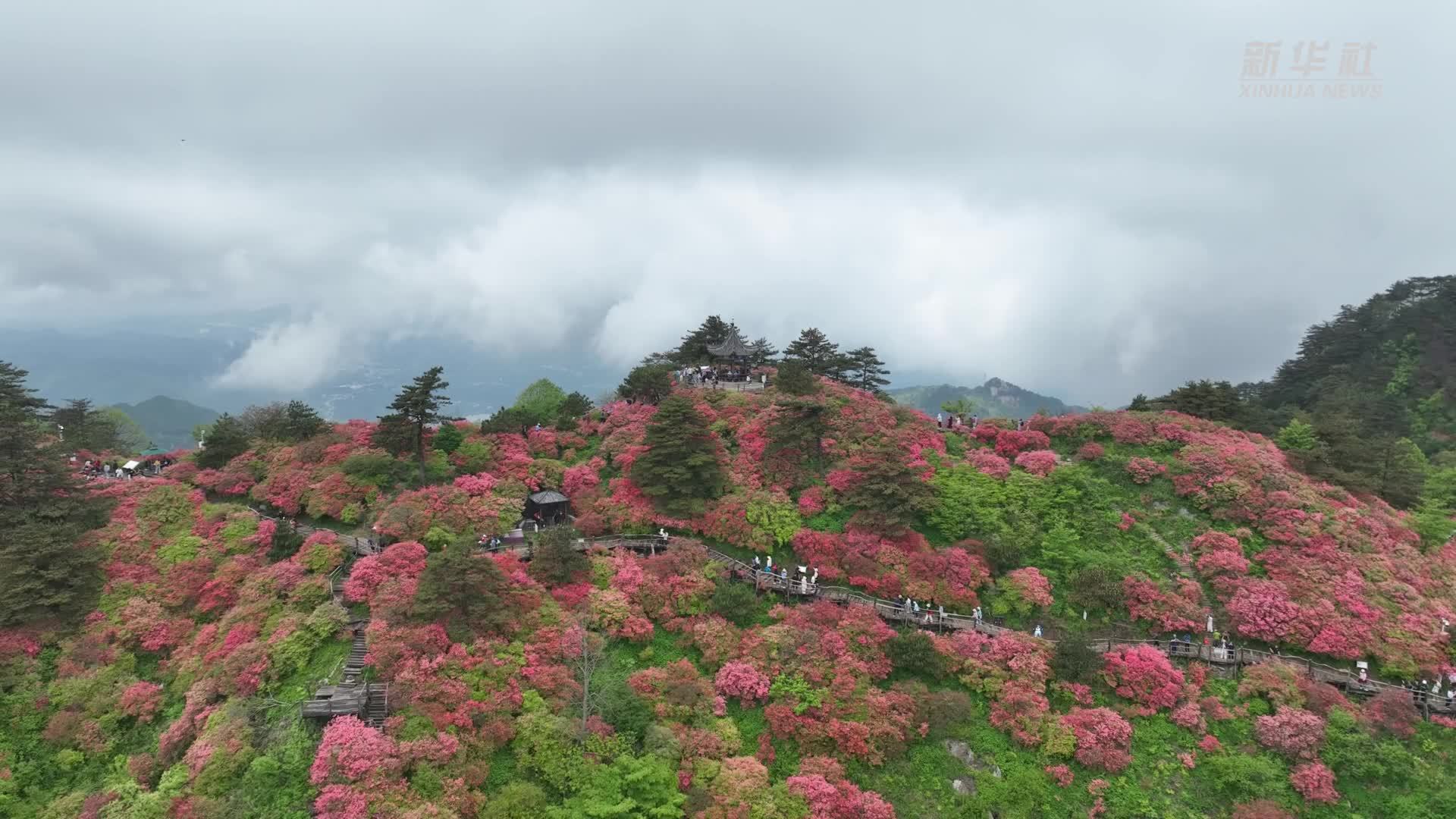 飞阅湖北麻城杜鹃花海