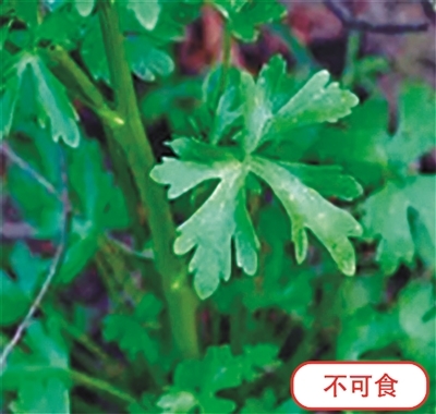 石龙芮（有毒）
