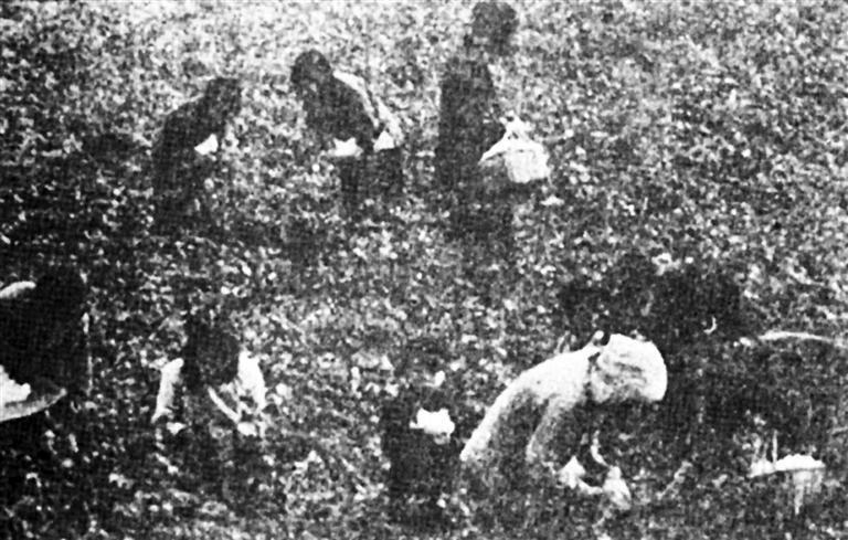 天水甘谷六峰区妇女变工组在摘棉花 (《甘肃日报》1950年10月30日第3版)