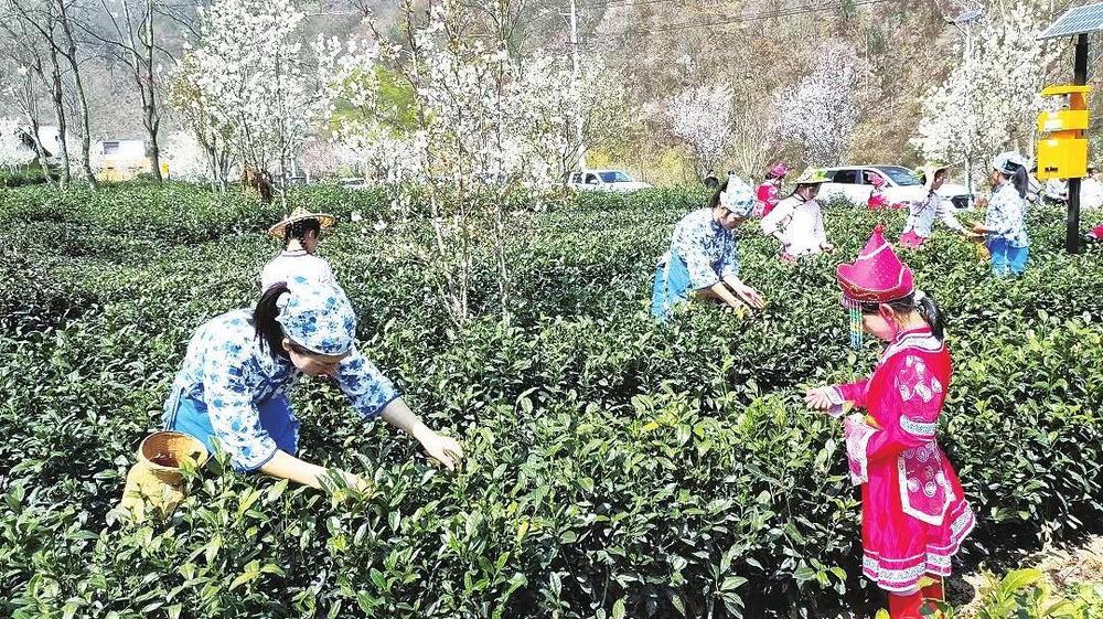 近日，武都区裕河镇茶农在采摘春茶。新甘肃&middot;甘肃经济日报通讯员　蒋小花　摄