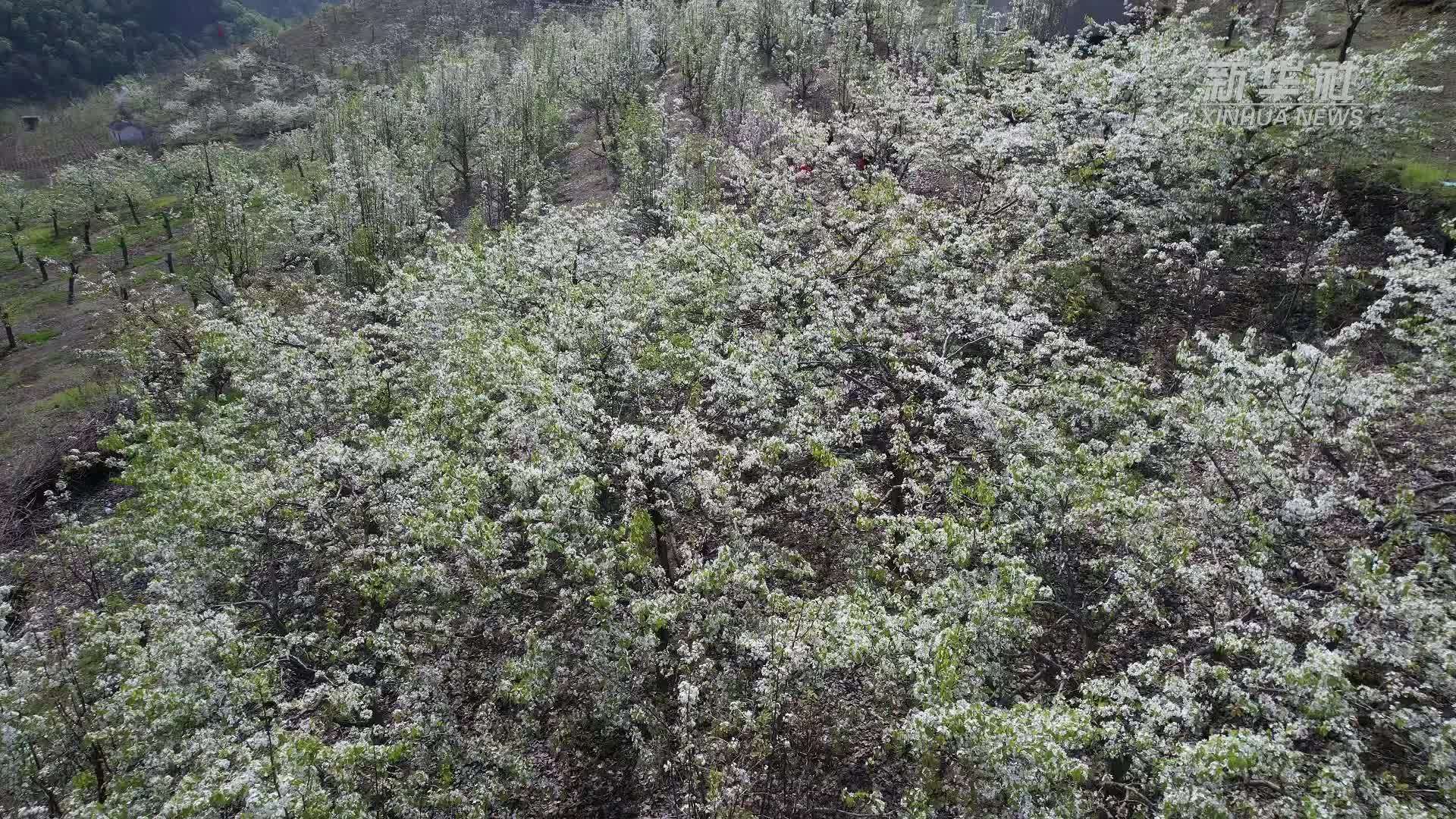 吉林集安：春山约梨花 醉美凉水乡