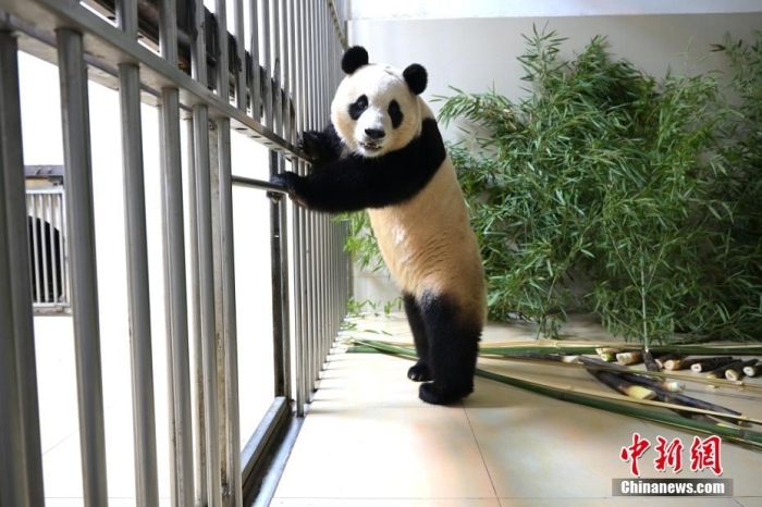 在新家里的大熊猫“福宝”。李传有 摄