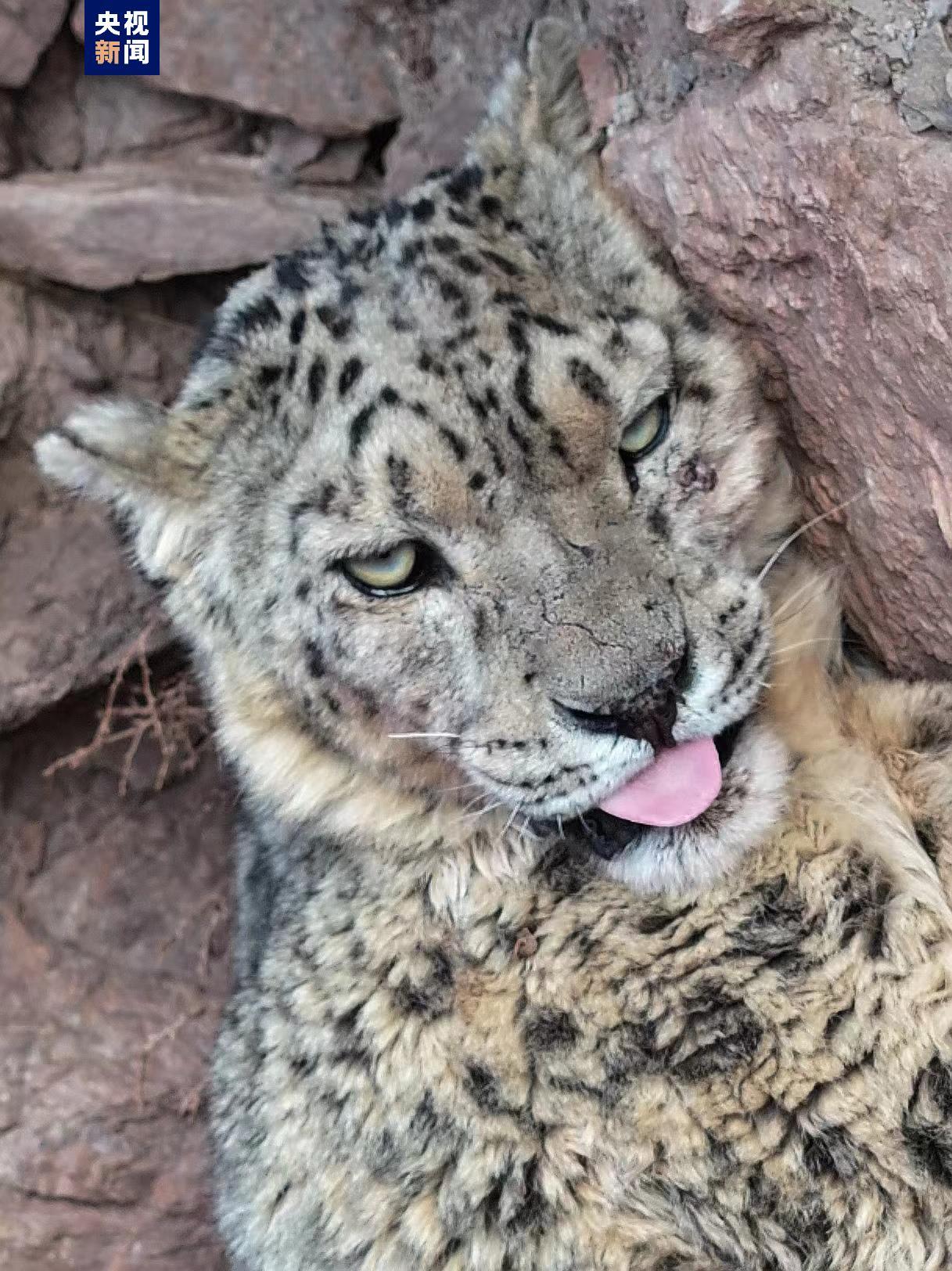 困到睁不开眼 "雪山之王"喜提怼脸大头照一张