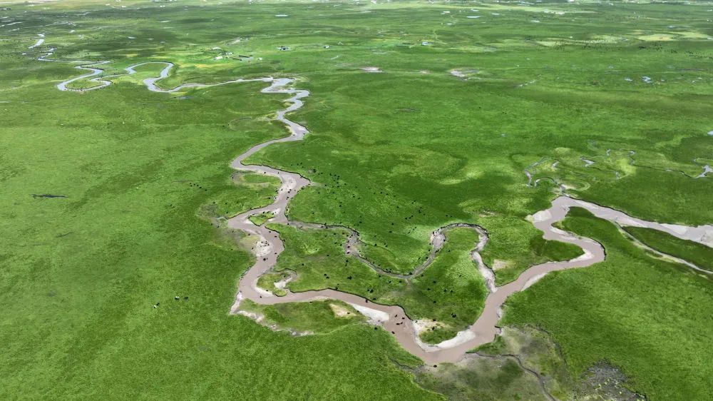 阿万仓湿地　一片藏匿于黄河之畔的生态瑰宝