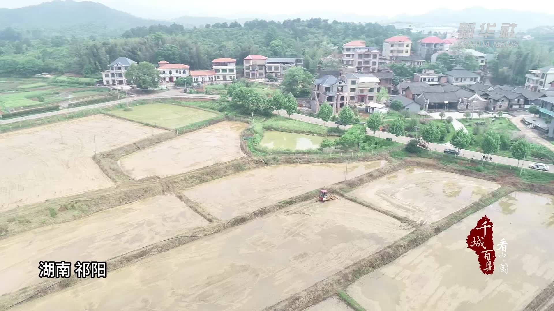 千城百县看中国丨湖南祁阳：低产“藕田”回归“粮田”