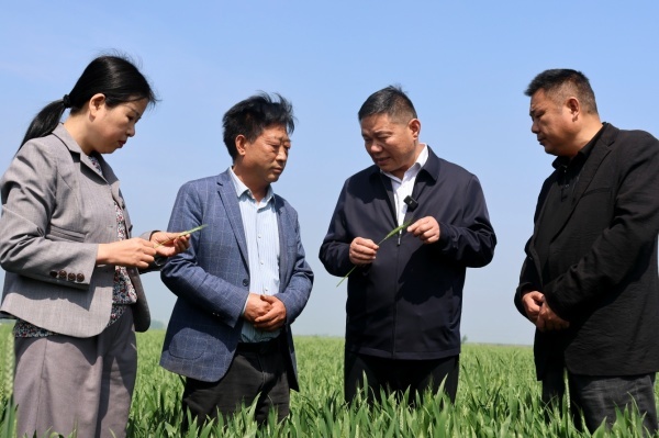 农技人员在田间和种粮大户查看小麦长势