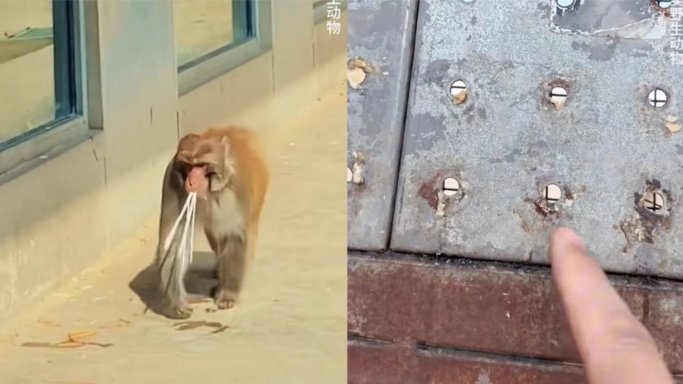 天津动物园猴山被游客投喂挂面,管理员花式喊话劝导:没有猴会做