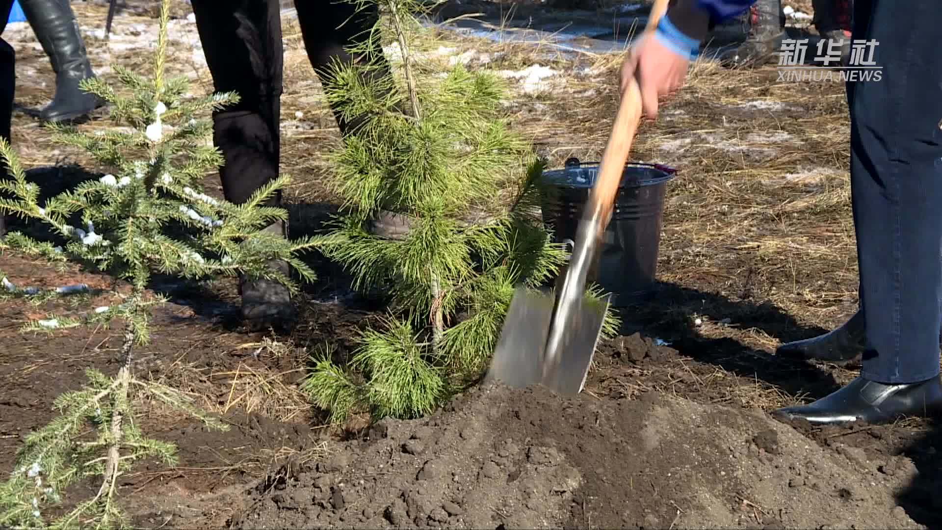 蒙古国已种植4200万棵树