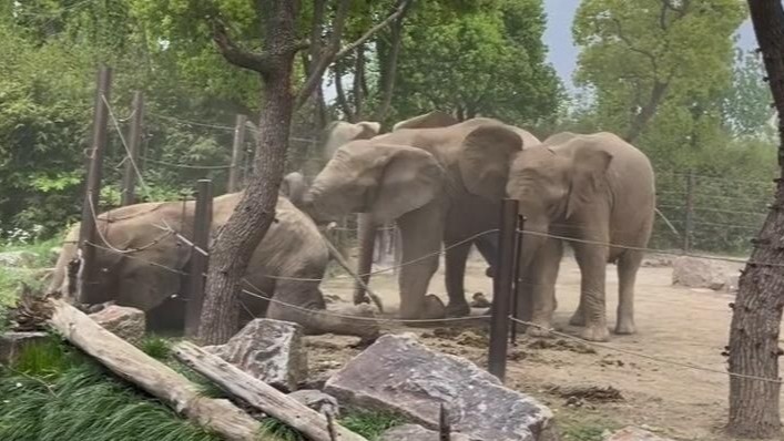 上海野生动物园回应多只大象斗殴