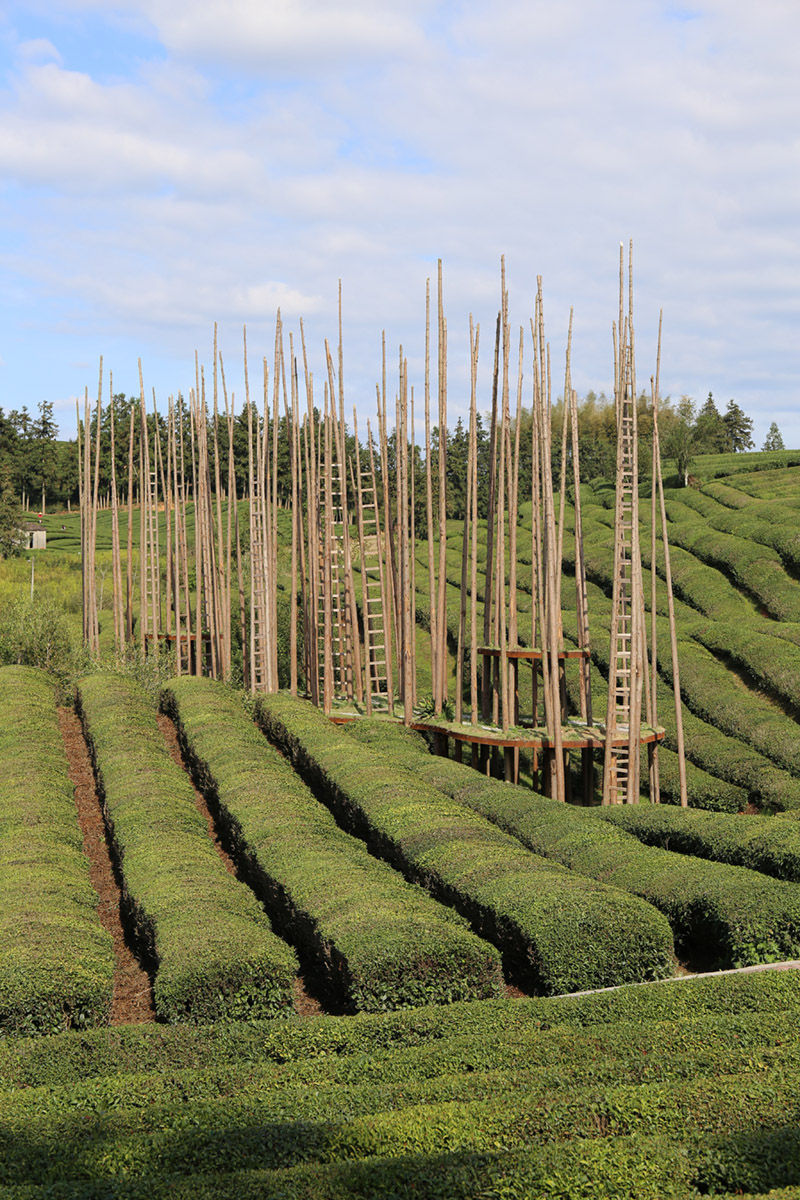 史子园的茶园里，艺术家创作的《离地三尺》。新华每日电讯记者张典标摄