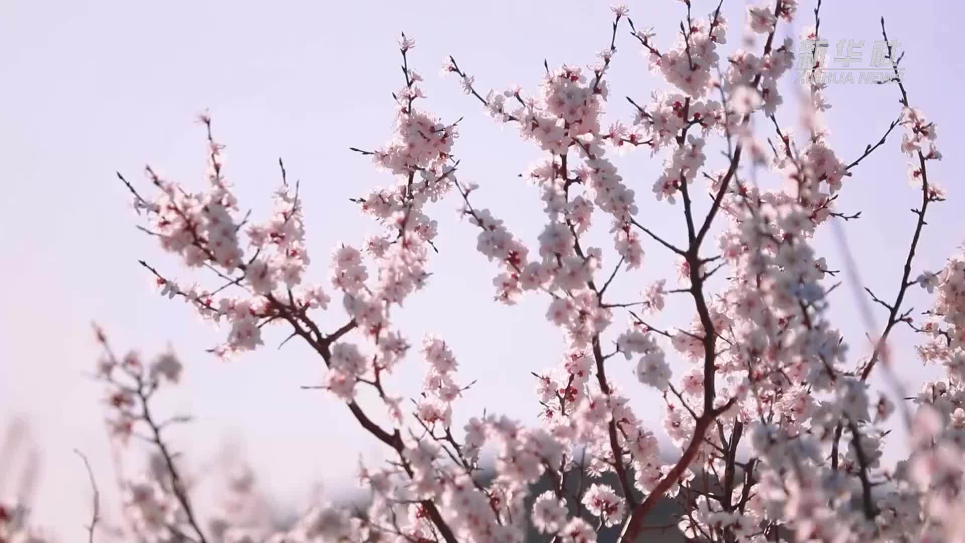 四季旅行·印象内蒙古|万亩杏花绽放草原_凤凰网视频_凤凰网