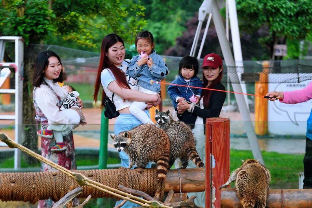 游客在长沙动趣王国观看北美浣熊表演