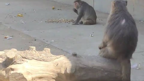 天津动物园的爆笑大喇叭：猴山没有火，猴山没有锅，挂面sei进去，妹有猴会做