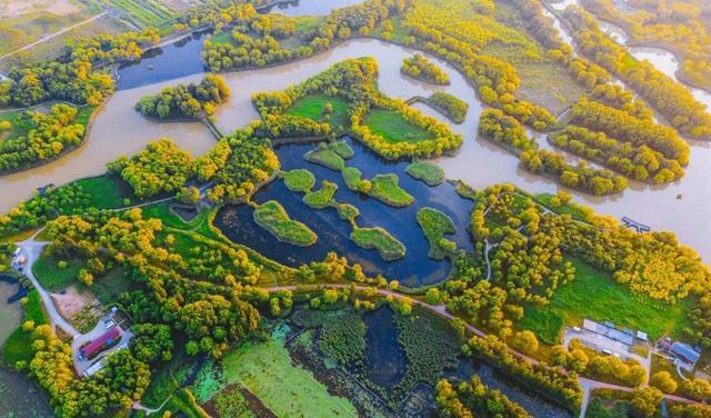 摄影：刘永明 2022年10月于大汶河湿地公园 周博文 2023年6月于济西湿地公园