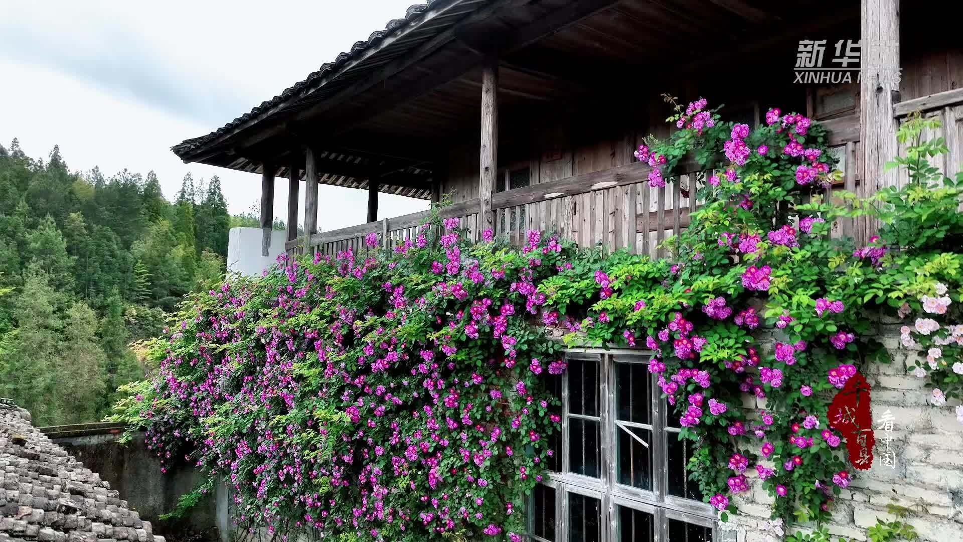 千城百县看中国｜福建周宁：蔷薇花满架 不语已倾城