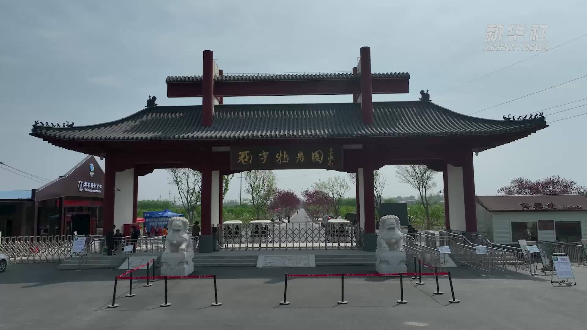 四季旅行｜菏泽牡丹区：牡丹花开春满园