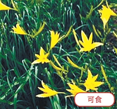 黄花菜（可食）