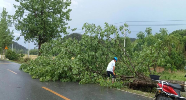 永修县：暴风雨刮断树木 干群合力保畅通