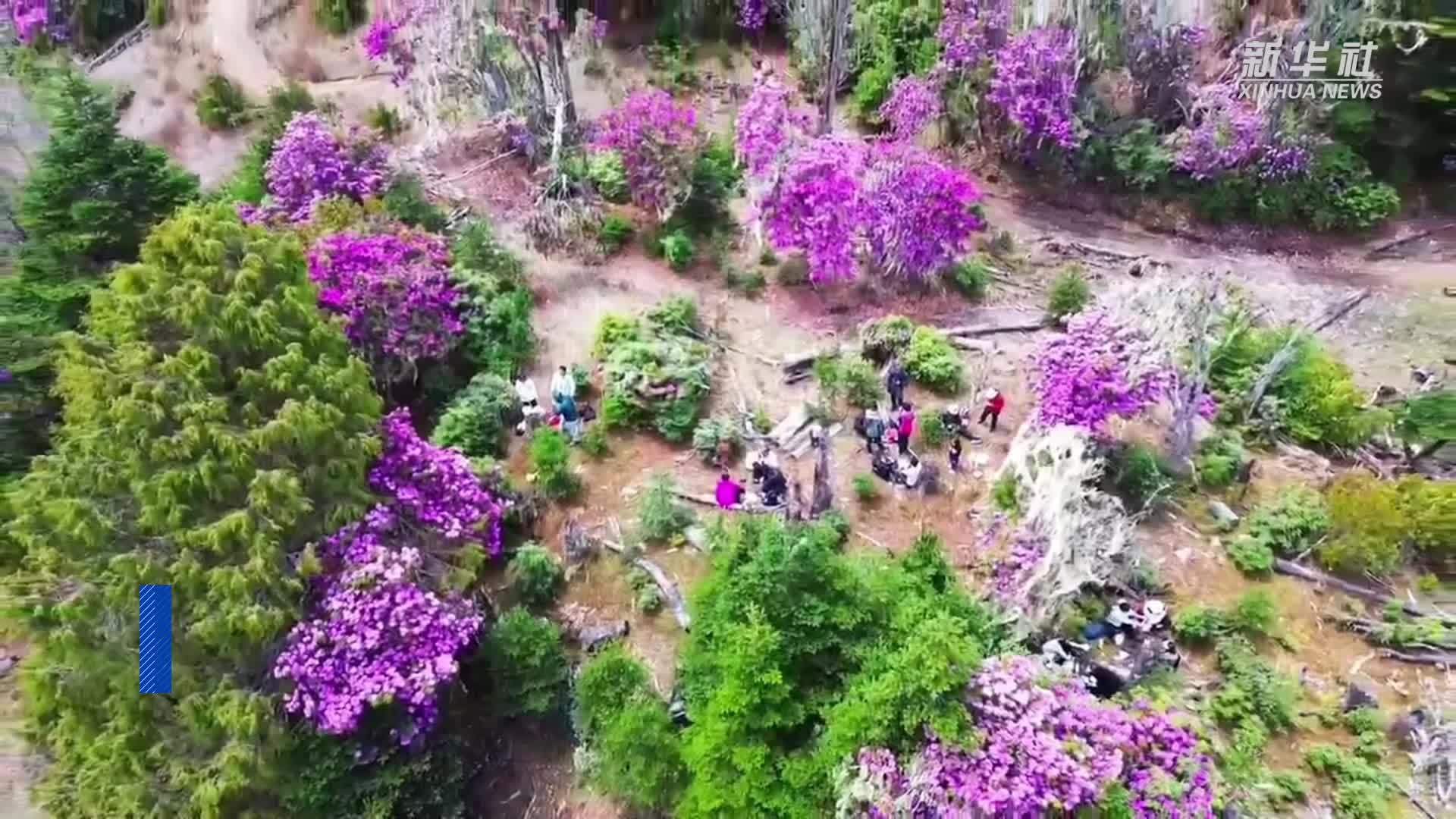 云南维西：杜鹃花开山间美如画卷