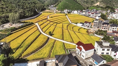 百江镇美丽乡村