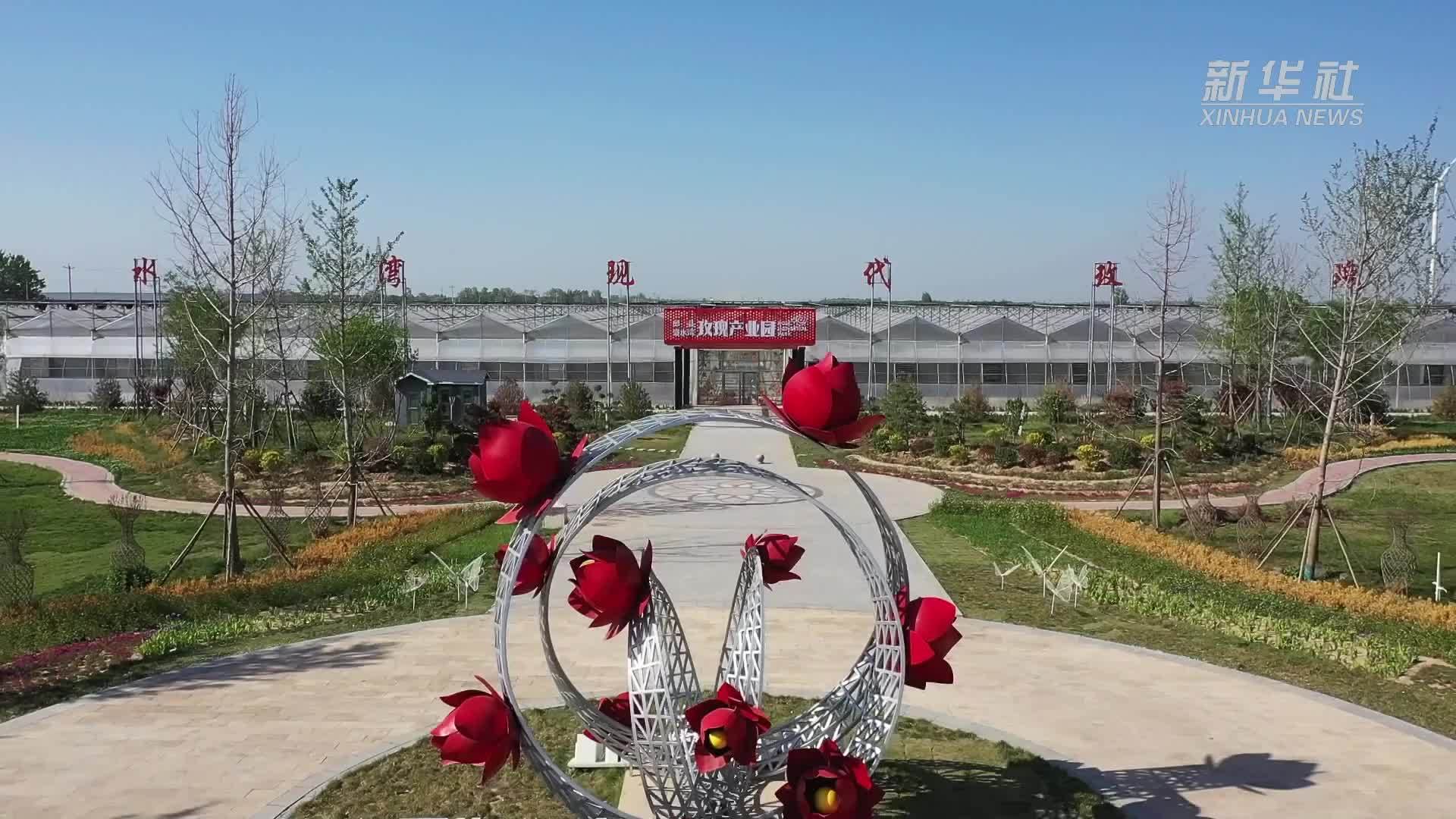 邯郸：数字化赋能鲜花产业