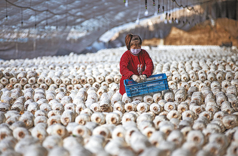 华阴市杨寨村园英农作物种植农民专业合作社的大棚内，工作人员正在采摘食用菌。（资料照片） 本报记者 雷沛 摄