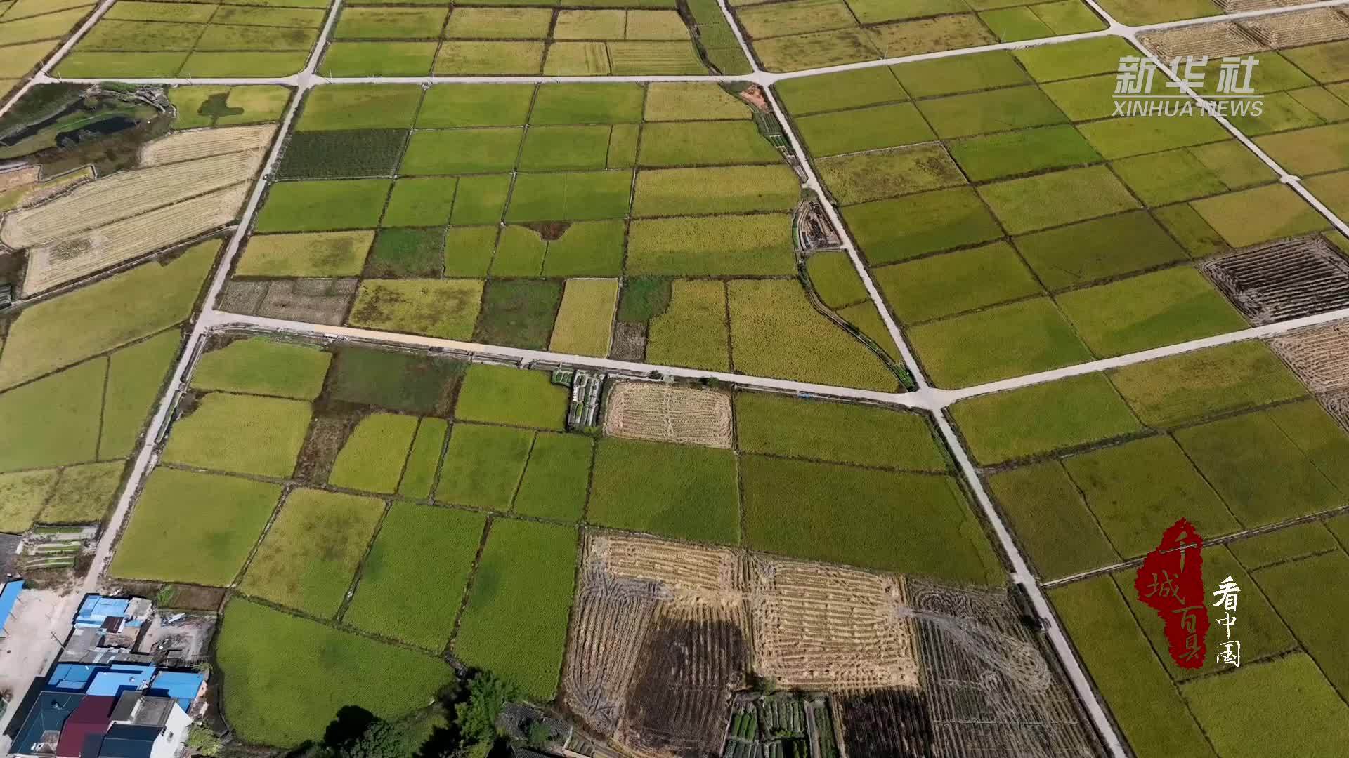 千城百县看中国丨寻闽味：洪墩薯包