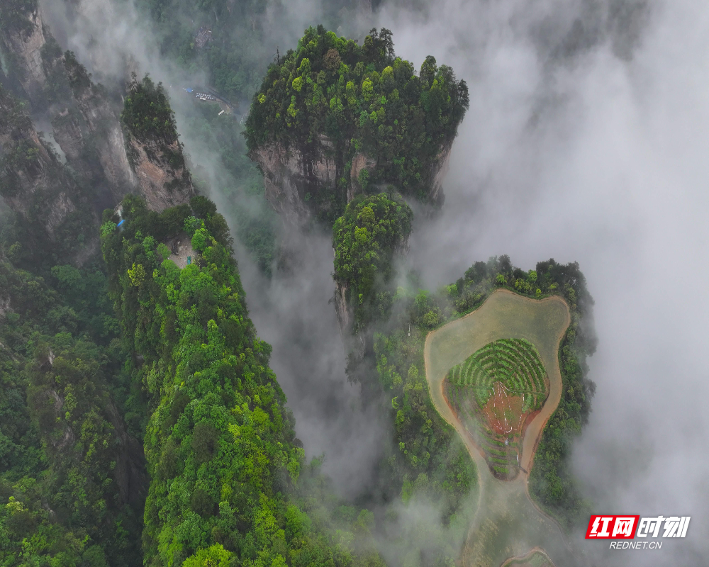 5月2日，湖南张家界国家森林公园天子山空中田园云雾缭绕。